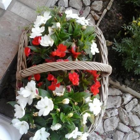 Guesthouse Tomas Čatrnja Zewnętrze zdjęcie