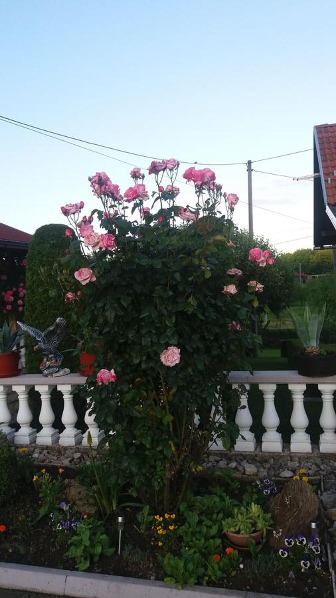 Guesthouse Tomas Čatrnja Zewnętrze zdjęcie